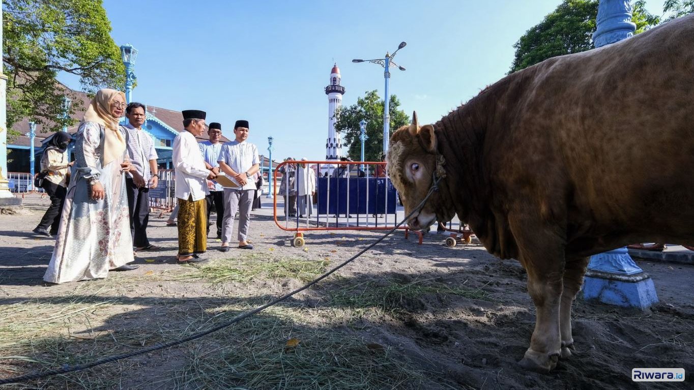 Sapi kurban dari Presiden Prabowo yang diberi nama Bambang di halaman Masjid Agung Keraton Surakarta
